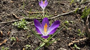 Konin: Wiosna daje pierwszy znak. Krokusy już kwitną na Zatorzu