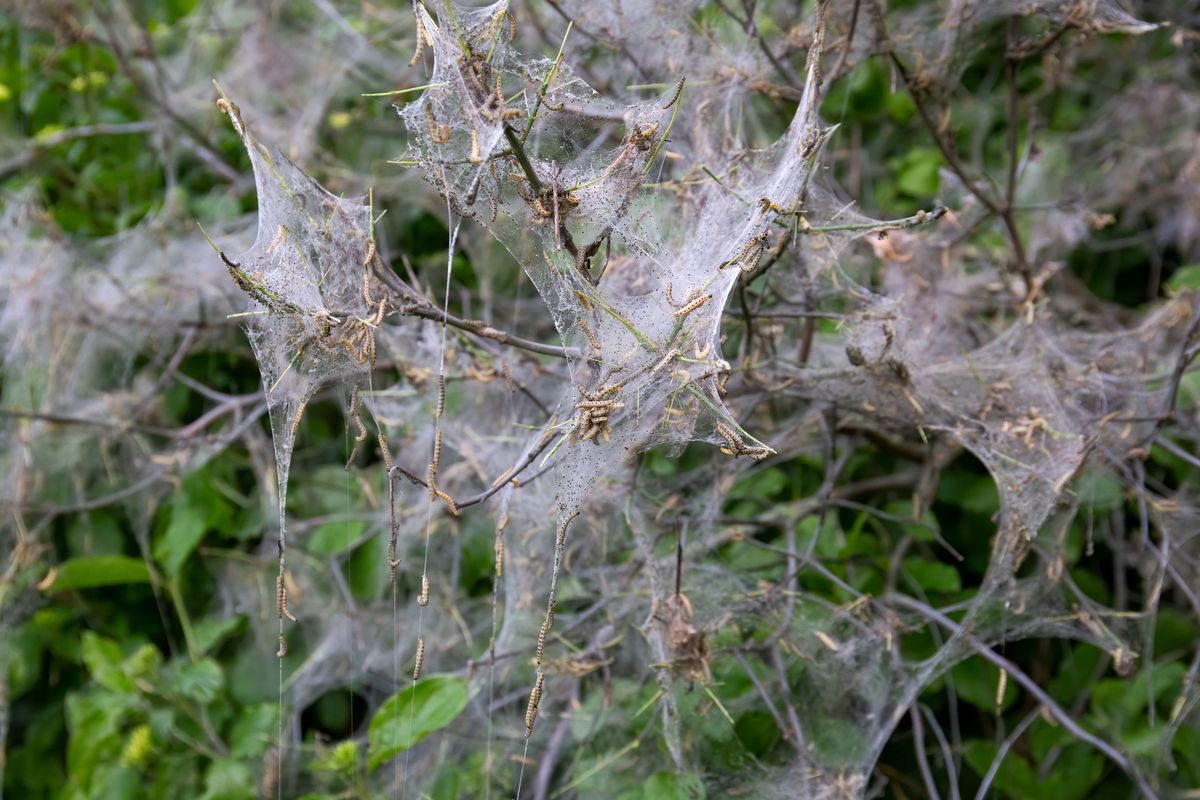 Larwy motyli z rodziny namiotnikowatych (Yponomeutidae)