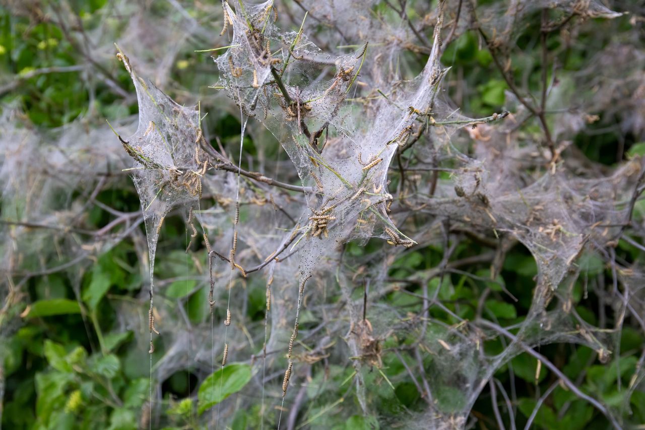 Larwy motyli z rodziny namiotnikowatych (Yponomeutidae)