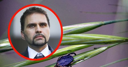 Kleszcze afrykańskie dotarły do Polski. Wirusolog uspokaja Polaków