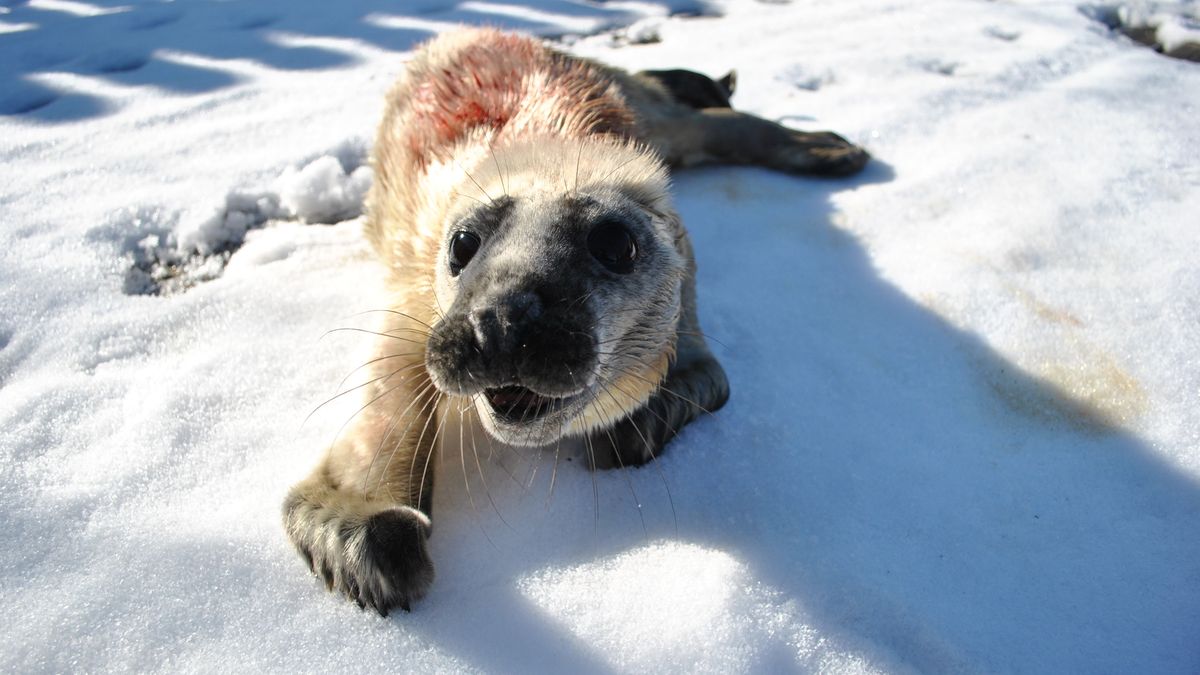 Plus pomaga chronić foki szare! 1