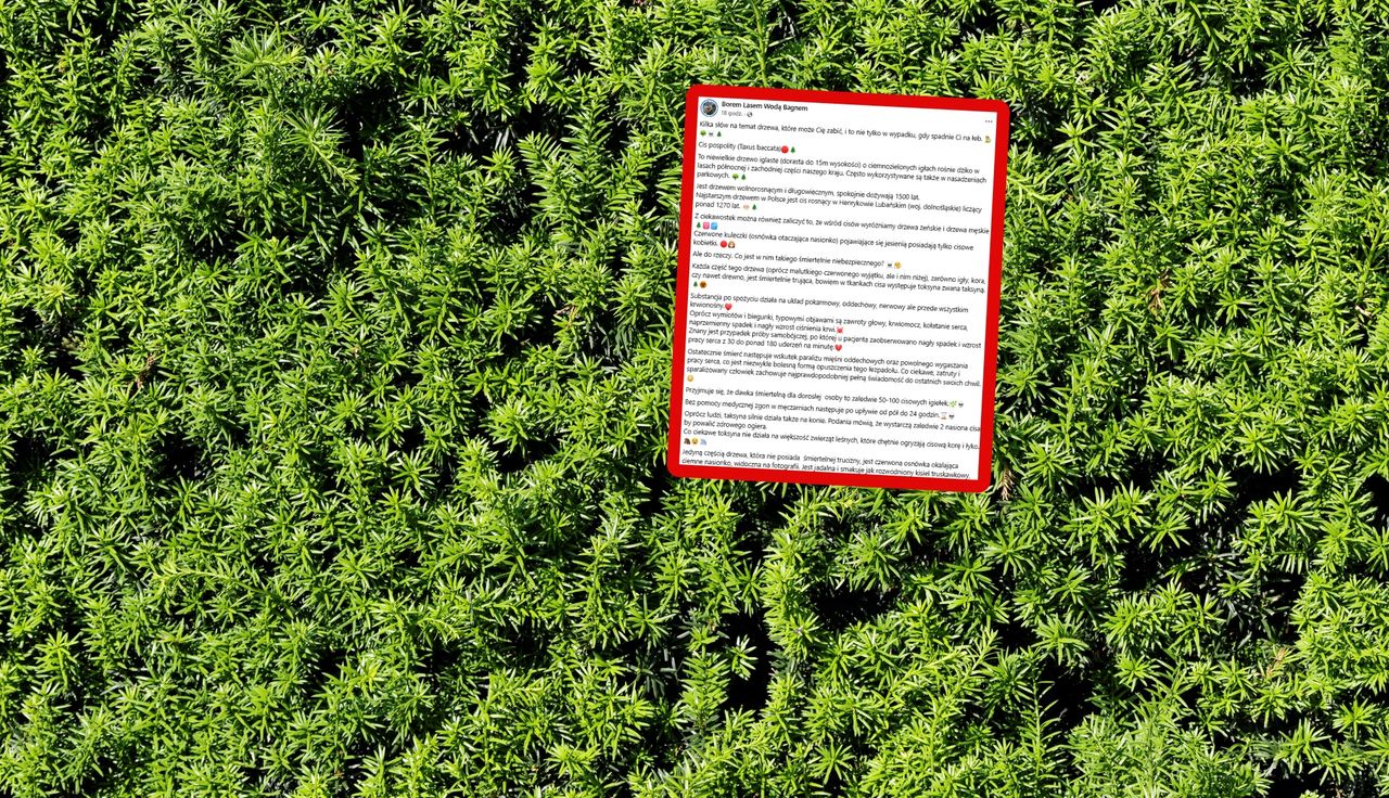 "Może cię zabić". Leśnicy biją na alarm