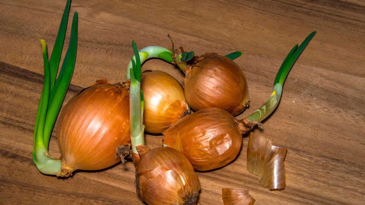 Fresh Cooking Onion with New SproutFresh cooking onion that has started to get new sprout.Nancybelle Gonzaga Villarroya