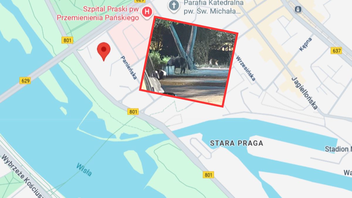 Warszawianka zobaczyła dziki pod blokiem przy ul. Blaszanej na Pradze-Północ