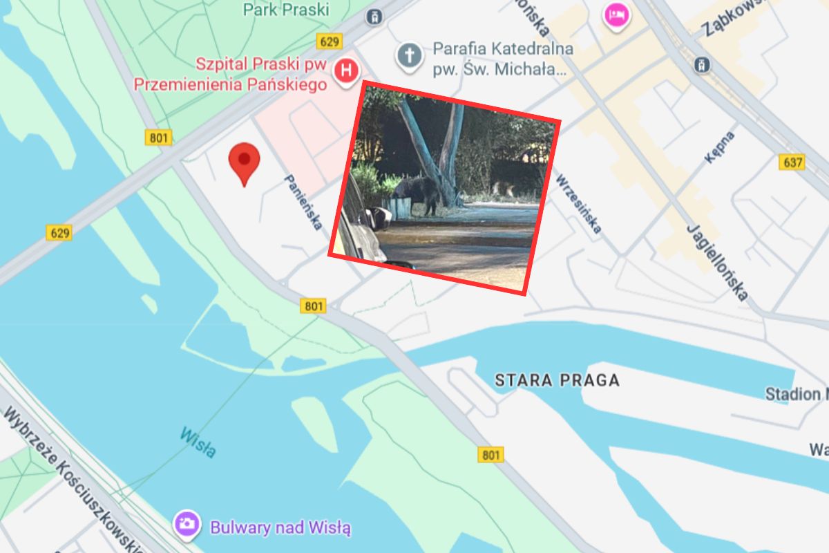 Groza na warszawskiej Pradze. Dziki stały pod jej blokiem. "Zamarłam"