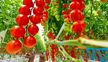 Zwalczają groźną bakterię. Jemy te warzywa na potęgę