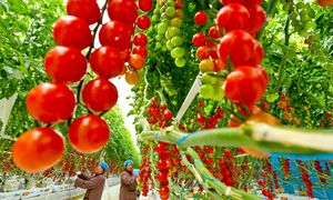 Zwalczają groźną bakterię. Jemy te warzywa na potęgę