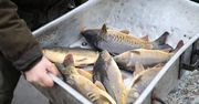 Cena karpia na Boże Narodzenie zaskakuje. Rybacy tłumaczą