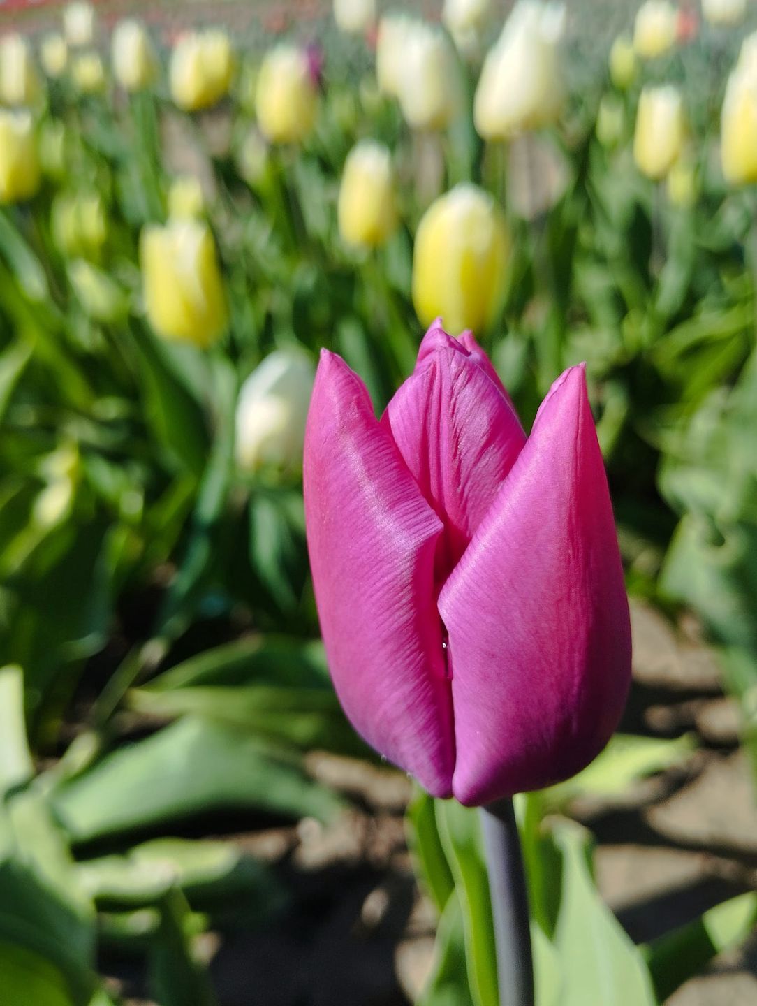 Tulipany na Żuławach zachwycają różnorodnością