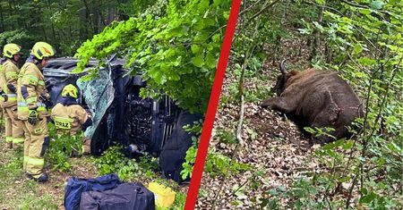 Dramatyczny wypadek pod Rusinowem! Samochód zderzył się z żubrem – dwie osoby w szpitalu