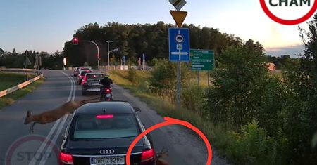 Sceny grozy na drodze. Sarny chciały pokonać ulicę