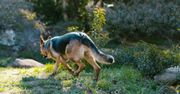 Gnieźnieński Rambo znowu na tropie. Pies policyjny doprowadził do sprawcy gróźb karalnych