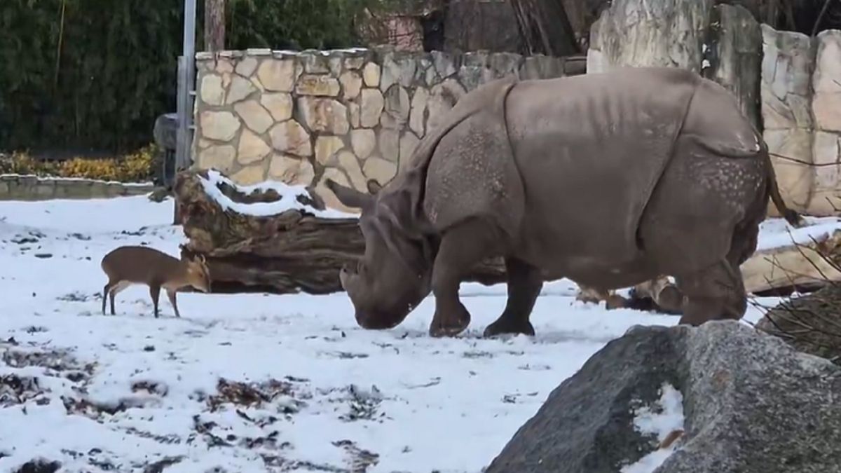 Niecodzienny pojedynek. Tak skończyło się starcie zwierząt
