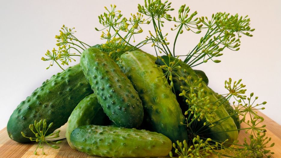 Jak dbać o ogórki?