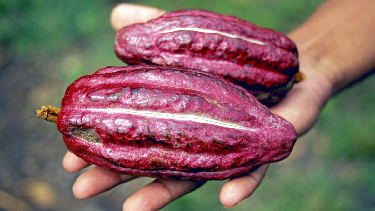 Cacao pods or nuts or beans, where chocolate comes from, on a rain forest cacao plantation in the highlands of Nicaragua, 2001. (Photo By Buddy Mays/Getty Images).