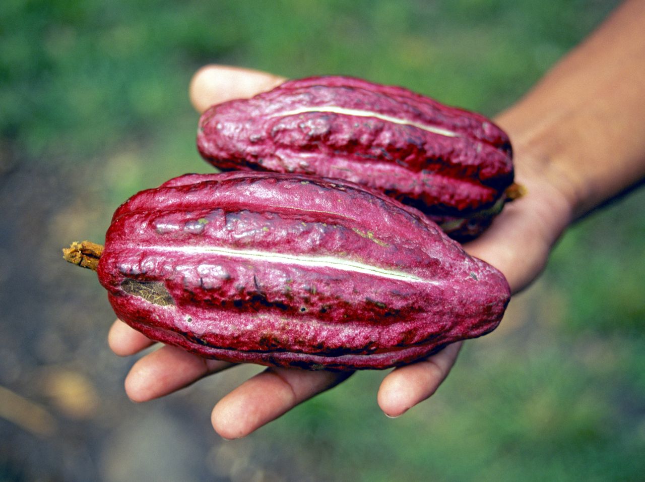 Cocoa prices hit record highs: Supply woes, speculation, and the impact on chocolate