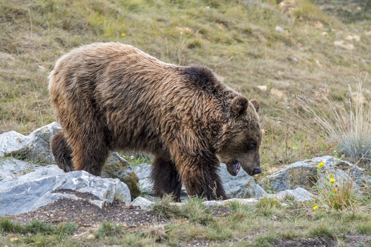Niedźwiedź zaatakował parę turystów w słowackich Tatrach