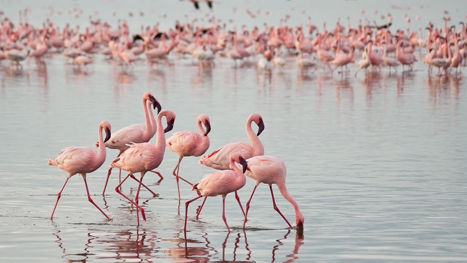 Flamingi (zdjęcie ilustracyjne)