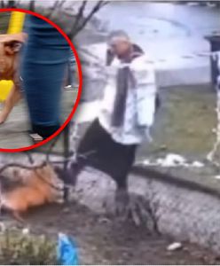 Ksiądz ma problemy. Kopanie psa nie ujdzie mu na sucho