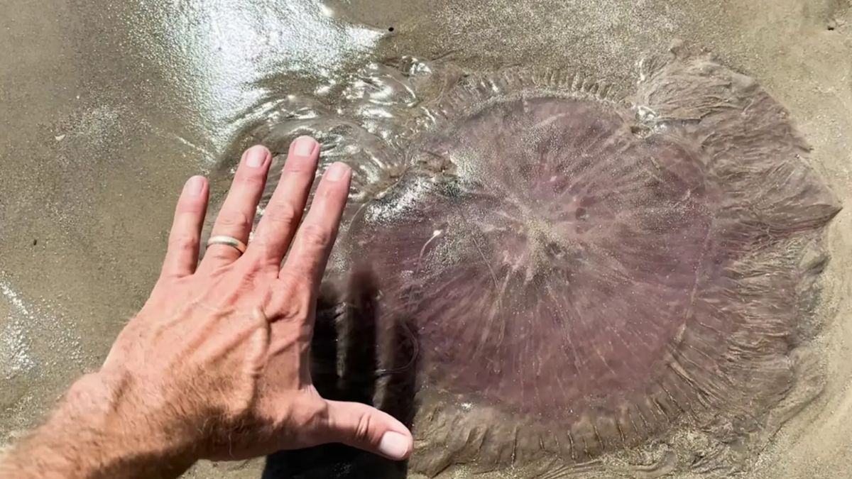 Rzadka meduza osiągająca 20 metrów w Teksasie.