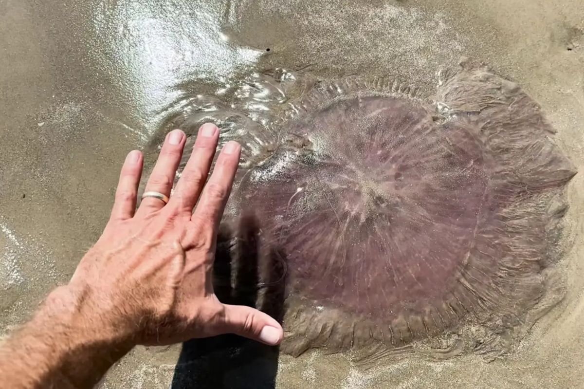 Odkrycie w Teksasie. Miała prawie 20 metrów