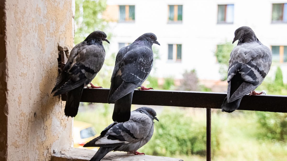 Four pigeons sitting on the balcony on the background of the city
Four pigeons sitting on the balcony on the background of the city close up
VERA AKSIONAVA
dove, pigeon, bird, background, city, closeup, peace, eye, feather, wing, balcony, beak, black, blue, grey, colorful, portrait, wildlife, nature, outdoor, paw, back, living, perching, sit, warm, avian, breed, cute, ecology, fauna, head, modern, ornithology, plumage, urban, building, stone