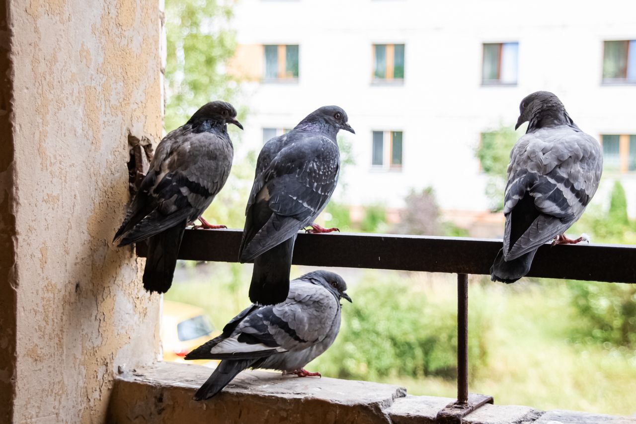 Home remedies will effectively deter pigeons from the balcony.