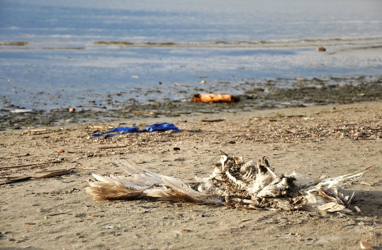 Godzina dla Ziemi WWF. "Morze Bałtyckie i jego mieszkańcy umierają"