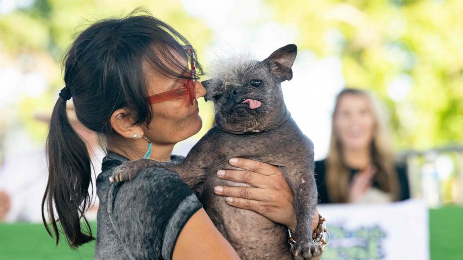 Wybory najbrzydszego psa
Jeneda Benally introduces her dog Mr. Happy Face on stage during the World's Ugliest Dog Competition in Petaluma, California on June 24, 2022. - Mr. Happy Face, a 17-year-old Chinese Crested, won the competition taking home $1500. (Photo by JOSH EDELSON / AFP)
JOSH EDELSON