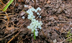 Składają jaja w ogrodach. Koniec lata to moment, aby się ich pozbyć