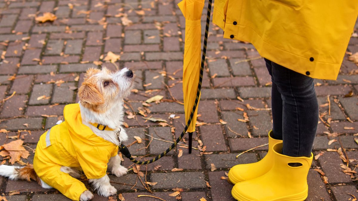 Kobieta w psem w żółtym ubraniu