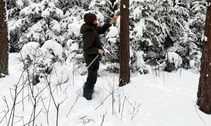 Leśniczka stała przy drzewie. Zrobili jej zdjęcie. Ważne działania