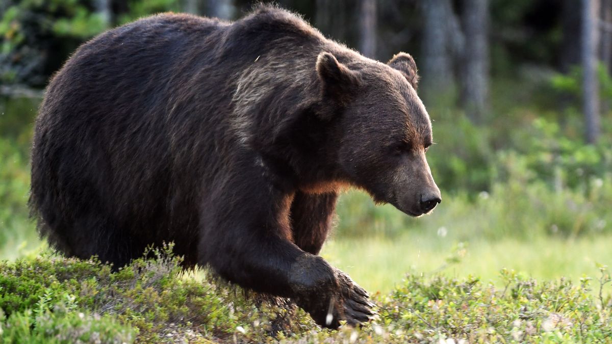 Niedźwiedzie coraz poważniejszym zagrożeniem
