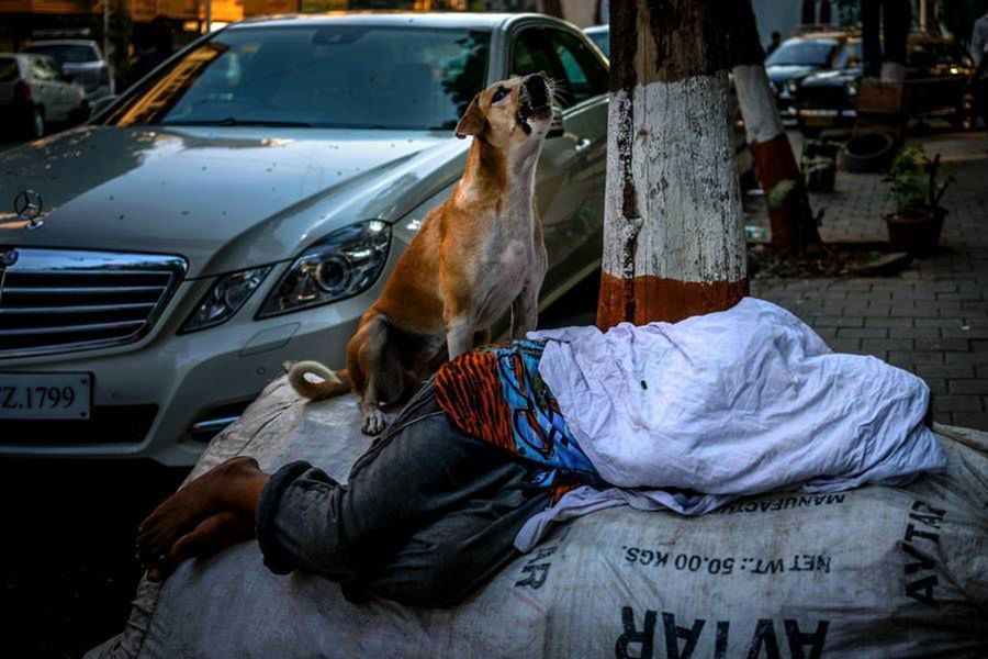 Wielka Wystawa Fotograficzna Grupy Street Dogs of Poland w Gdańsku 9