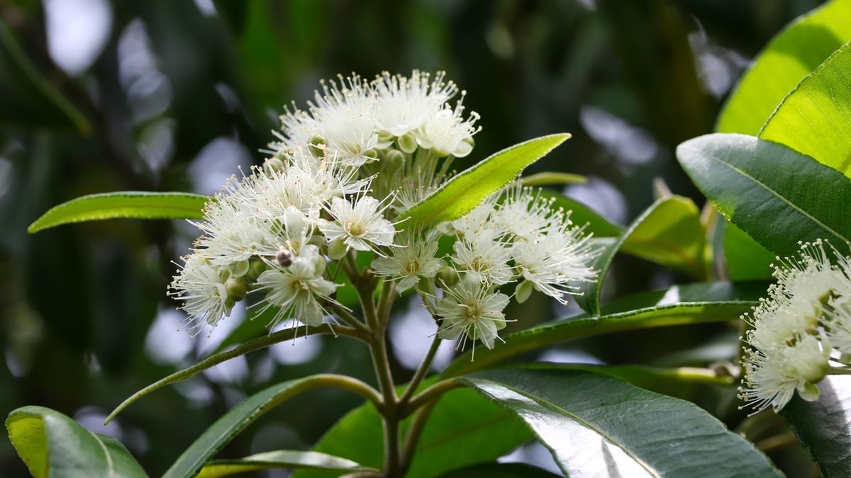 Mirt jest roślinną ozdobną i cennym surowcem zielarskim.