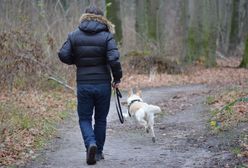 Wścieklizna atakuje na Mazowszu. Uważać muszą właściciele kotów i psów