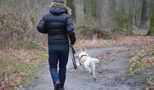 Wścieklizna atakuje na Mazowszu. Uważać muszą właściciele kotów i psów