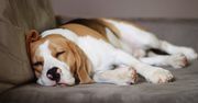 Pies szczeka podczas snu? To oznacza tylko jedno