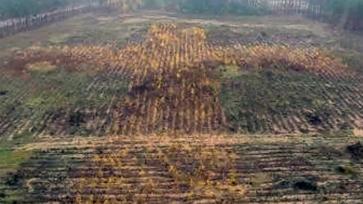 W Nadleśnictwie Dojlidy zasadzono las na planie krzyża