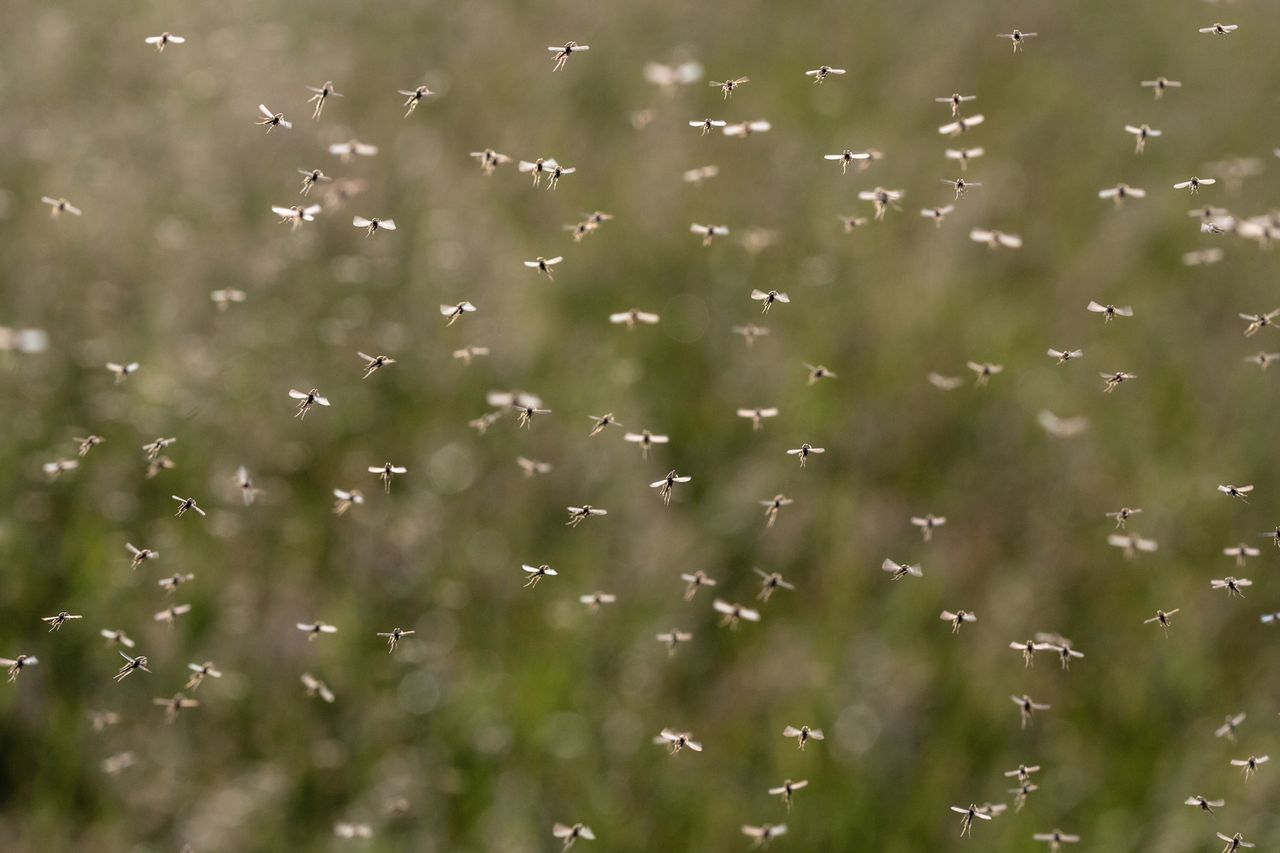 Germany on alert as Asian tiger mosquito population surges