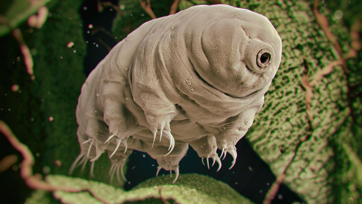 Niesporczaki (Tardigrada)
