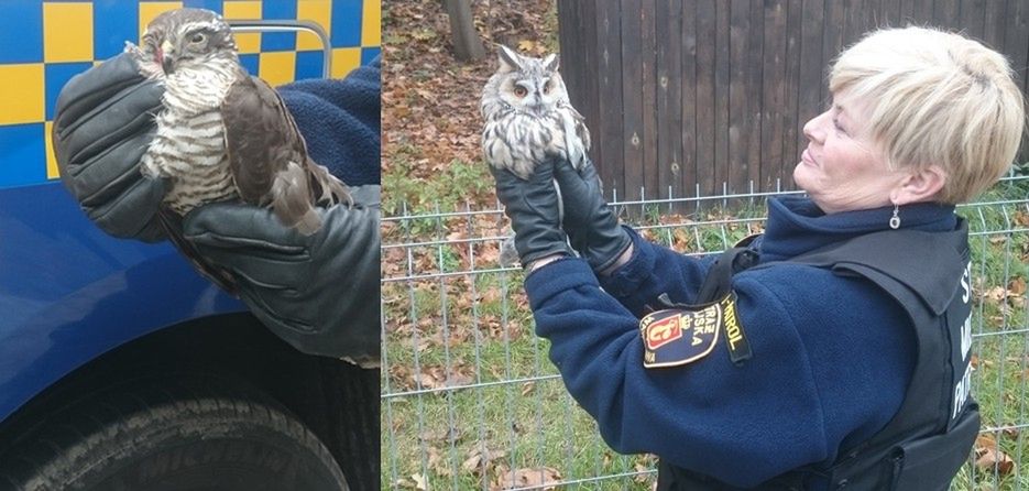 Ranny, zakrwawiony krogulec i zaatakowana przez inne ptaki sowa. Interwencja Eko Patrolu