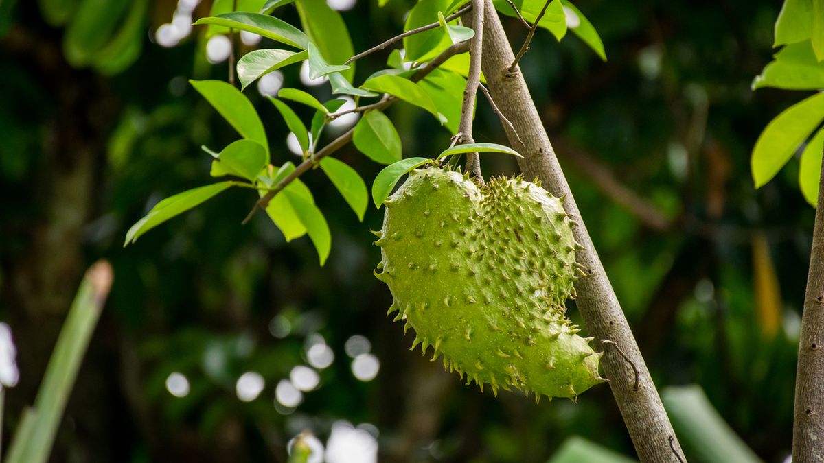 Owoce gravioli kształtem przypominają serce, mają wiele właściwości zdrowotnych.