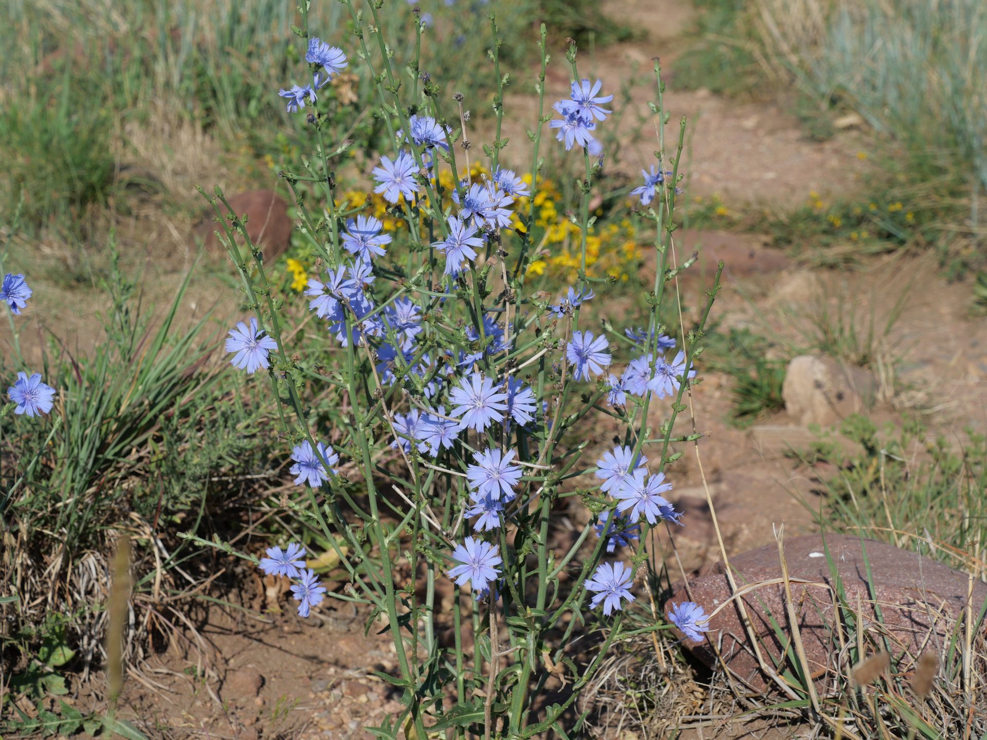 Cykoria