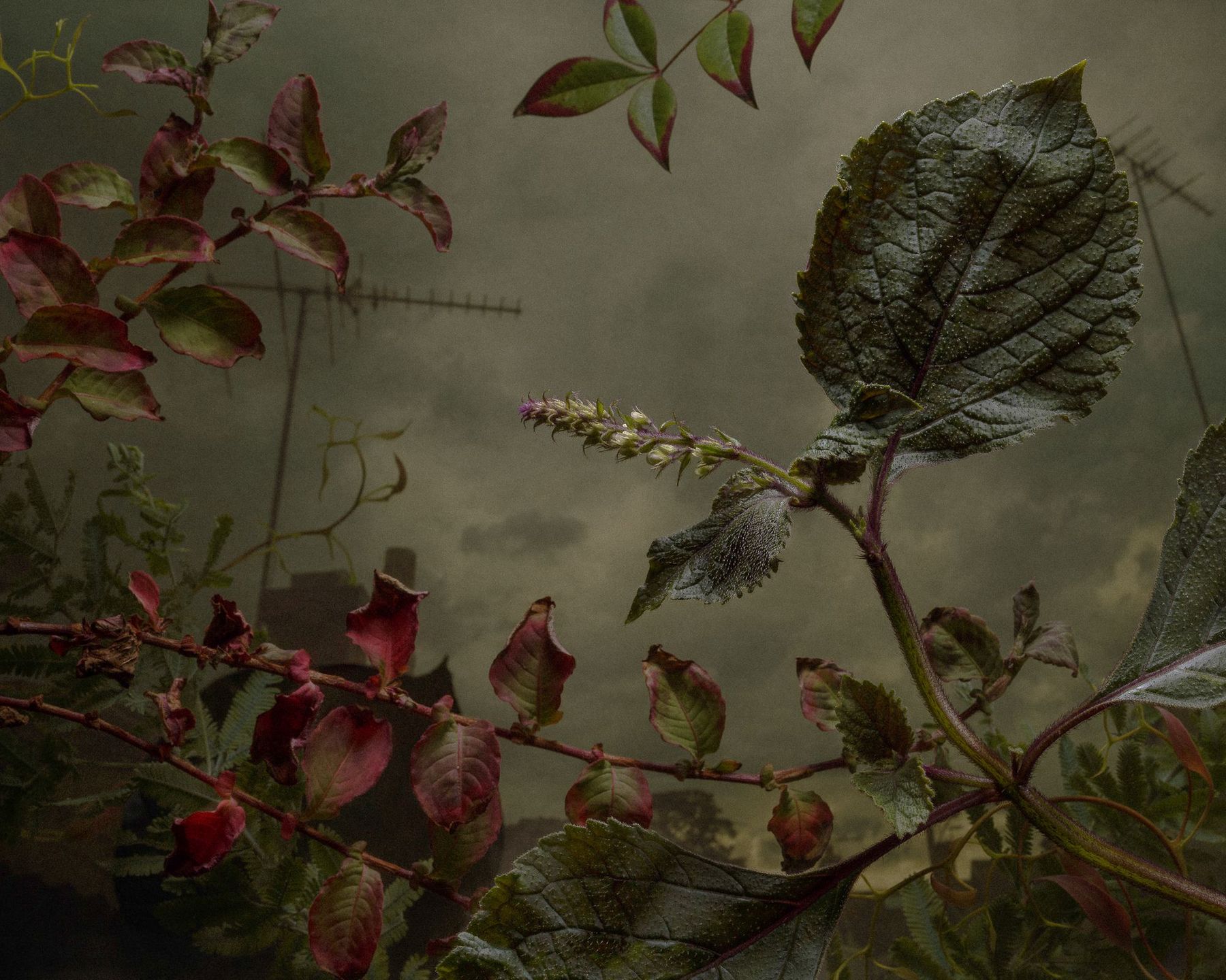 Dwóch Polaków wśród zwycięzców prestiżowego konkursu Magnum Photography Awards 2017 52