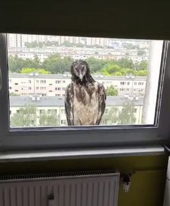 Ogromne ptaszysko na parapecie w Poznaniu. "Sensacja ornitologiczna"
