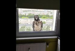 Ogromne ptaszysko na parapecie w Poznaniu. "Sensacja ornitologiczna"