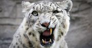 Snow Leopard szybszy od najnowszej Windy