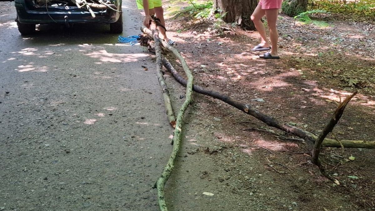 Strażnicy leśni z Wejherowa odkryli nielegalne zbieranie drewna  