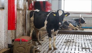 20 lat temu została zakazana. Dzisiaj wraca. Mączka mięsno-kostna znowu straszy